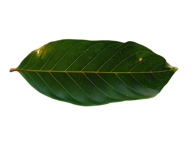 Nephelium lappaceum Blätter oder Rambutanblatt auf weißem Hintergrund