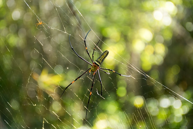 Nephila Pilipes Spinne