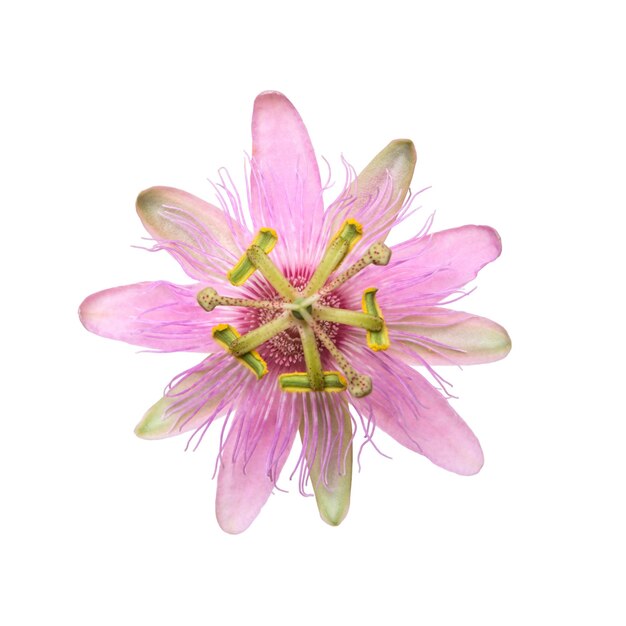 Nephrodes Pink Passiflora Passionflower isolados no fundo branco Grande e linda flor