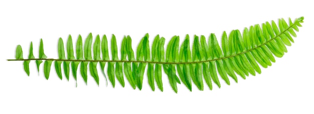 Nephrolepis Cordifolia-Blattfarn isoliert auf weißem Hintergrund. Farn-Clipping-Pfad