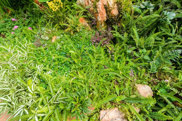 Nephrolepis exaltata (El helecho espada) - una especie de helecho en la familia Lomariopsidaceae