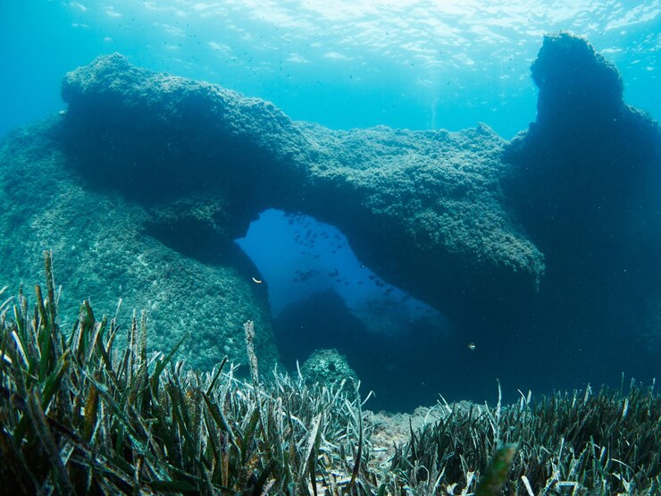 Neptungras-Prärie Posidonia Oceanica im Mittelmeer