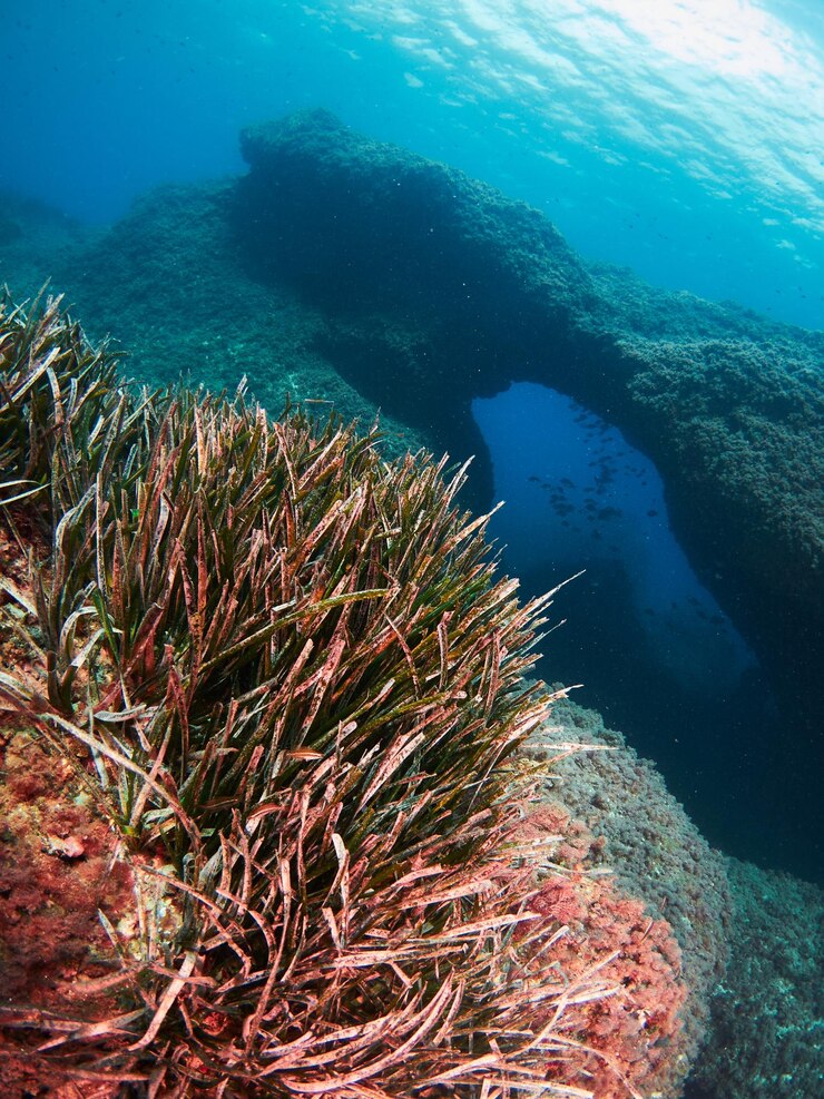 Neptungras-Prärie Posidonia Oceanica im Mittelmeer