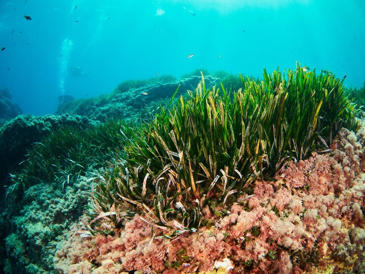 Neptungras-Prärie Posidonia Oceanica im Mittelmeer