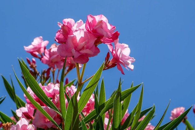 Nerium Oleander Double Pink Sorte