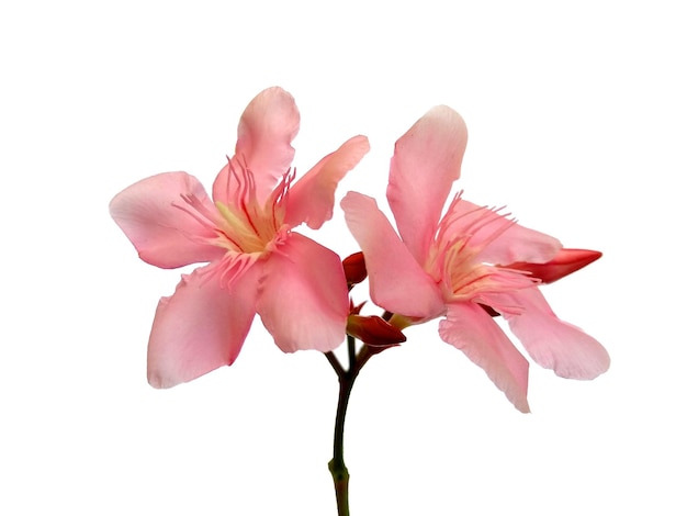 Nerium Oleander flor aislado sobre fondo blanco.