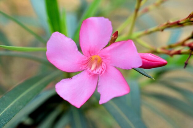 Nerium Oleander Rosa