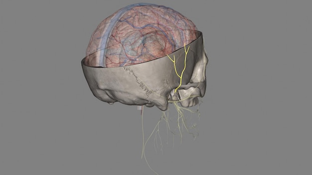Foto el nervio auriculotemporal es un afluente de la división mandibular del nervio craneal cinco el nervio trigémino