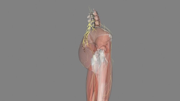 Foto los nervios cluneales superiores son nervios sensoriales puros que inerva la piel de la parte superior de las nalgas