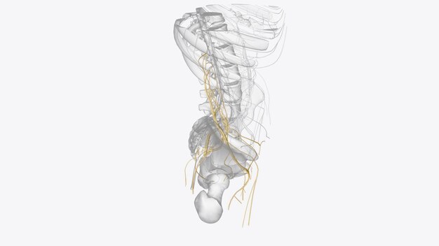 Foto nervios de la pelvis derecha y del miembro inferior