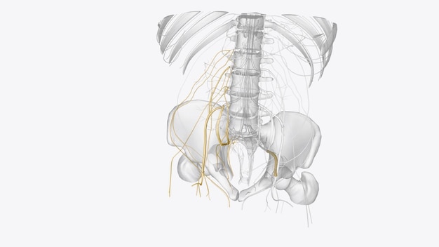 Foto nervios de la pelvis derecha y del miembro inferior