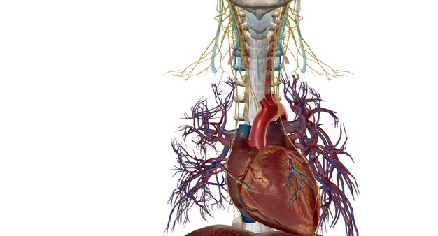 Foto los nervios periféricos se encuentran fuera de su cerebro y médula espinal