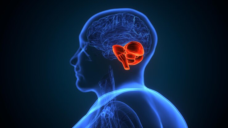 Foto nervos do cérebro humano anatomia ilustração 3d