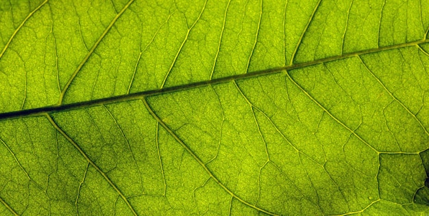 Nervuras de folhas verdes, plano de luz de fundo, para plano de fundo natural