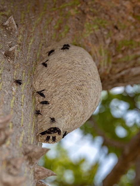 Nest der Papierwespen der Gattung Parachartergus