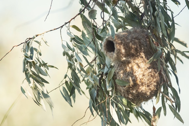 Nest einer pendelmeise, remiz pendulinus