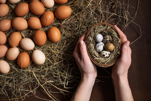 Nest mit Eiern in den Händen Das Symbol von Ostern