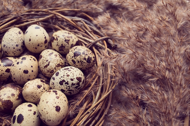 Nest mit Eiern von Wachteln