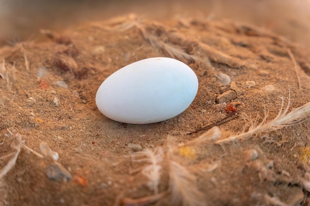 Nest mit einem Flamingo-Ei neben der Lagune im Naturpark La Mata in Torrevieja Alicante