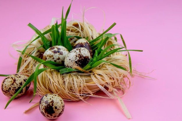 Nest mit Wachteleiern