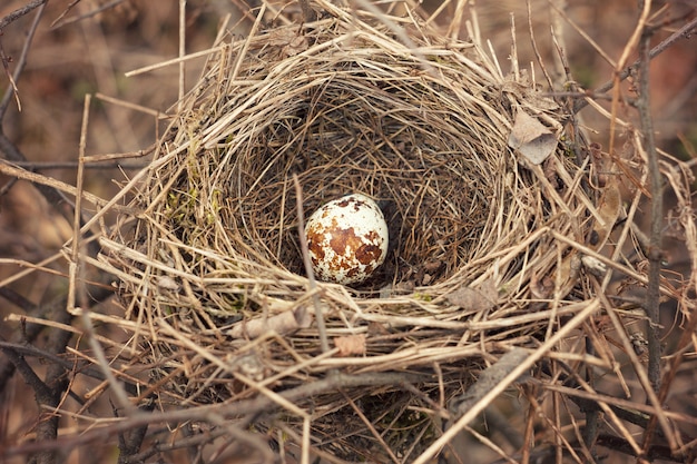 Nest mit Wachteleiern.