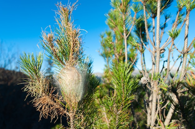 Nest Pine Prozessionär