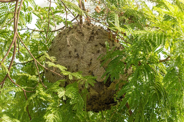 Nest von Honigwespen