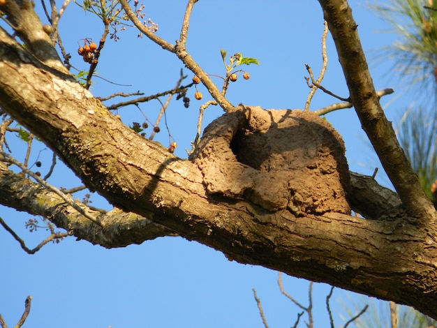 Nest von Hornero