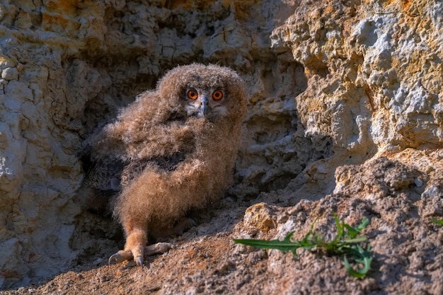 Nestling der eurasischen Uhu oder Bubo in der Steppe