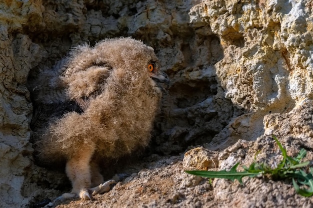 Nestling der eurasischen Uhu oder Bubo in der Steppe