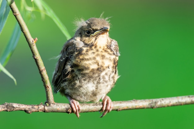 Nestling Soor die Fieldfare