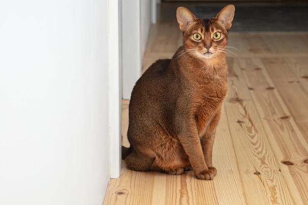 Nette abessinische erwachsene Katze, die auf dem Boden in der Wohnung sitzt. Haustier ist schön und verspielt