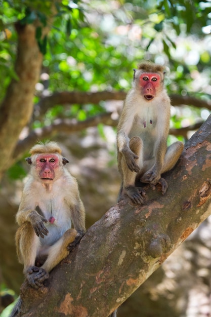 Nette Affen, die auf einem Baum sitzen