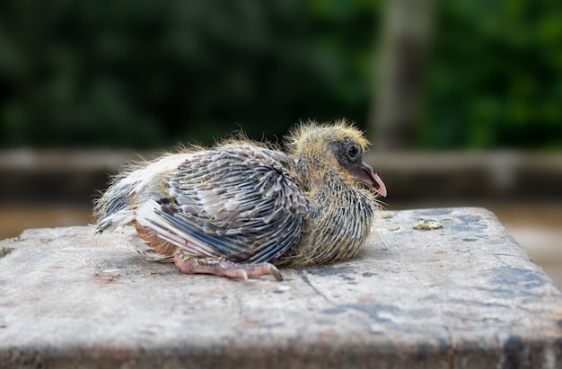 Nette Babytaube auf einem Holztisch hautnah auf verschwommenem Hintergrund