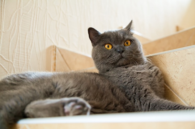 Nette britische Kurzhaarkatze mit orangefarbenen Augen