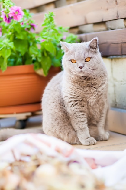 Nette britische Kurzhaarkatze mit orangefarbenen Augen