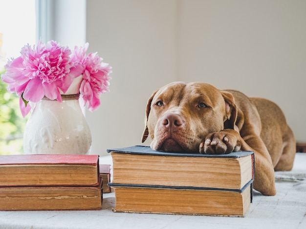 Nette, entzückende Welpen- und Vintagen Bücher. Nahaufnahme, isolierter Hintergrund. Konzept der Pflege, Erziehung, Gehorsamstraining und Aufzucht von Haustieren