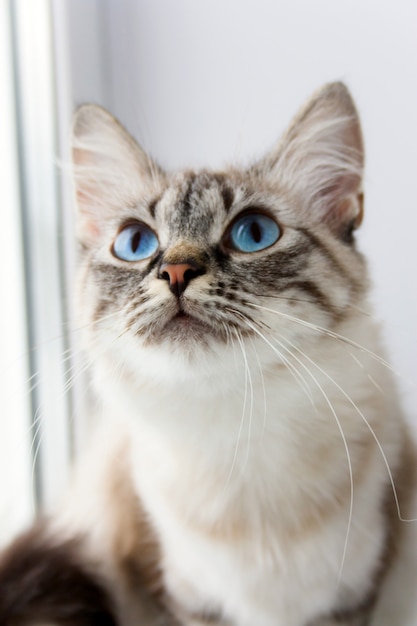 Nette flaumige Katze mit blauen Augen sititng auf einem Fensterbrettporträt