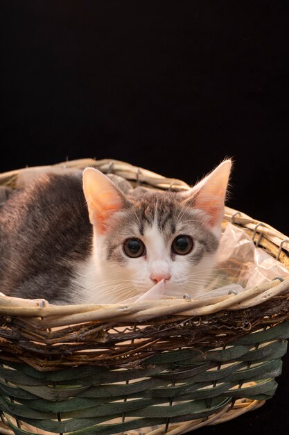 Nette flauschige graue Katze mit langem Schnurrbart