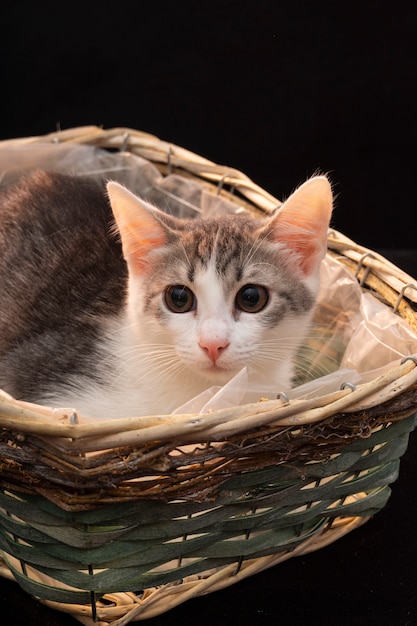 Nette flauschige graue Katze mit langem Schnurrbart