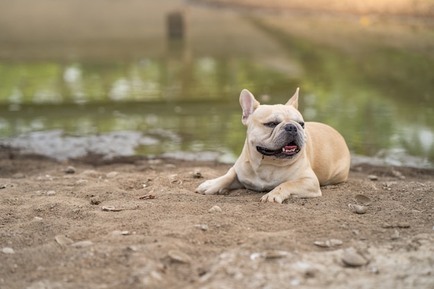 Nette französische bulldogge, die an trockenem boden gegen teichhintergrund liegt.