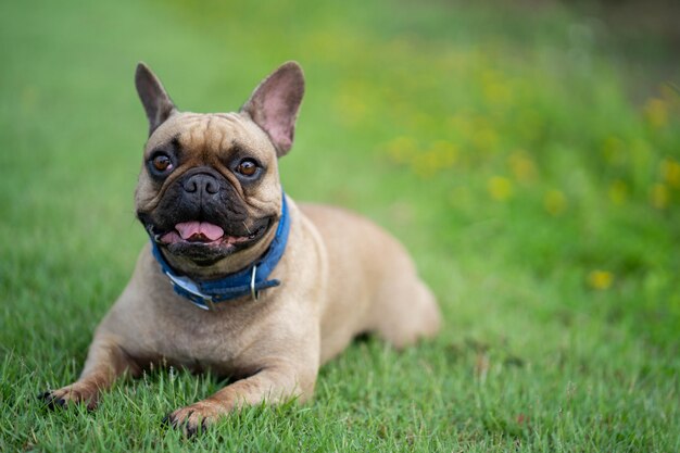 Nette französische Bulldogge, die auf Gras im Park liegt