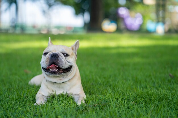 Nette französische Bulldogge, die im Garten sitzt