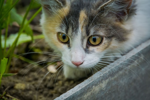 Nette getigerte Katze im Garten