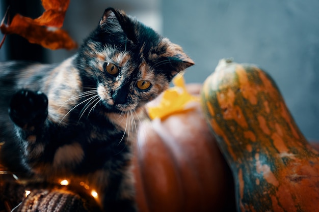 Nette getigerte Katze mit einem reifen Kürbis auf dem Boden