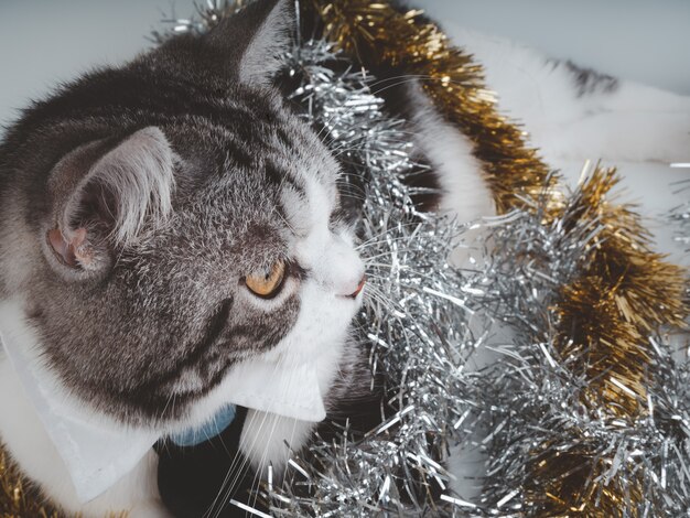 Nette getigerte Katze mit schönen gelben Augen, die schwarze Fliege tragen