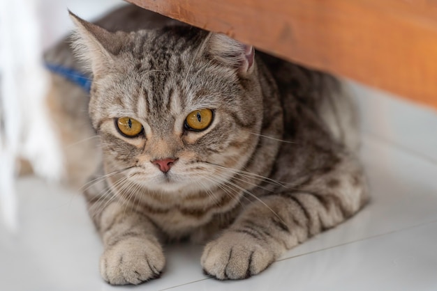 Nette glückliche getigerte Katze, die unter Sofa im Wohnzimmer liegt