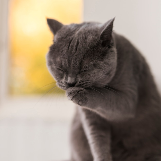 Foto nette graue britisch kurzhaar-katze, die ihre tatze säubert