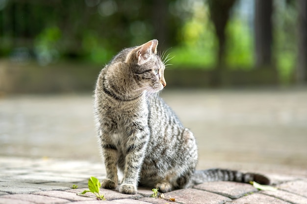 Nette graue gestreifte Katze, die draußen auf Sommerstraße sitzt.