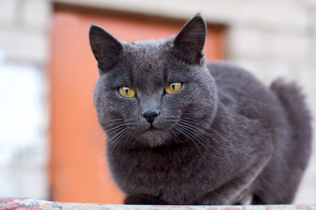 Nette graue Katze, die draußen im Sommer sitzt